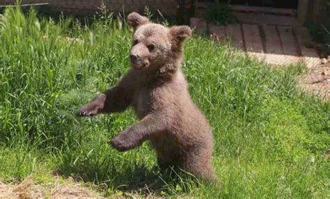 After Bear Cub Was Rescued From Life In A Basement Watch Him