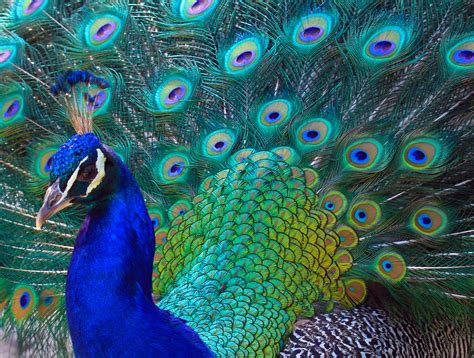 Peacock Portrait | Shutterbug