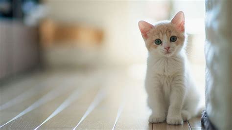 귀여운 고양이 벽지 Hd 귀여운 키티 배경 화면 1024x576 Wallpapertip