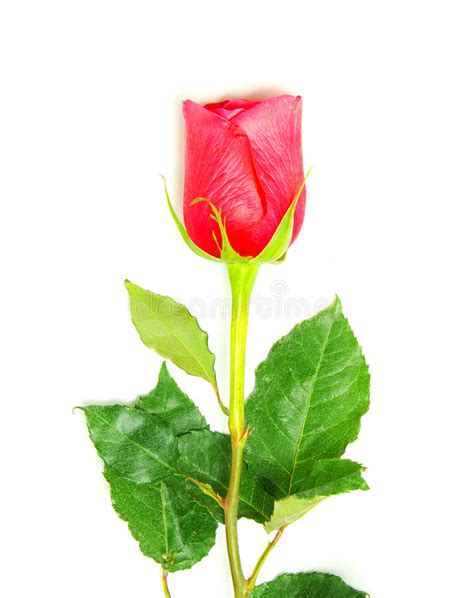 Red Rose Stock Image Image Of Flower Green Floral 12023395