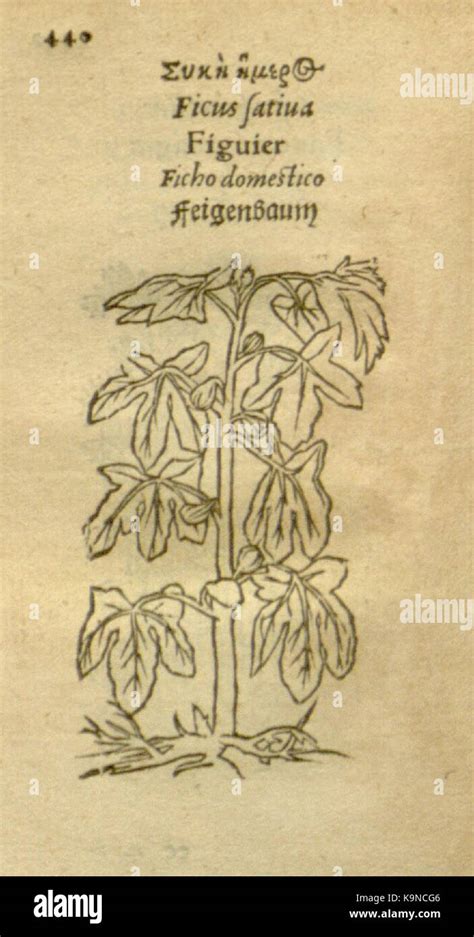 Plantarum Effigies Page 440 Bhl8104039 Stock Photo Alamy