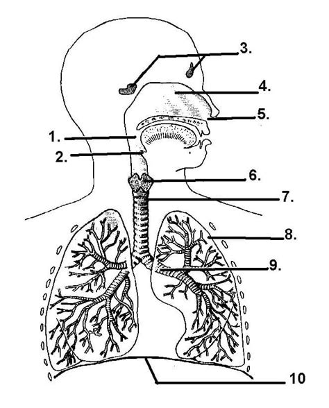 Dibujos De Sistema Respiratorio Para Colorear Para Colorear Pintar E