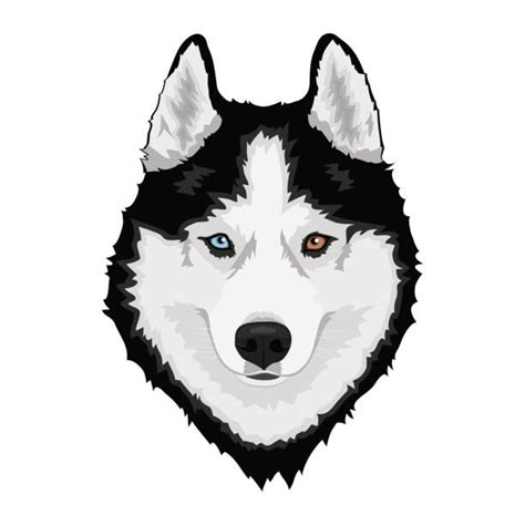 Siberian Husky Illustrations Royalty Free Vector Graphics And Clip Art