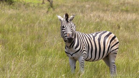 Stripes make terrible landing strips: Flies bite zebras less because