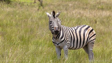 Egyptian Zoo Paints Donkeys To Look Like Zebras Because Even The Zoo