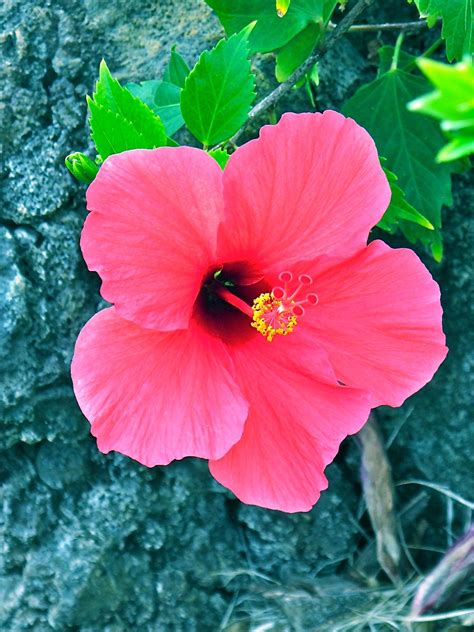 18 New Top Pictures Of Beautiful Hawaiian Flowers