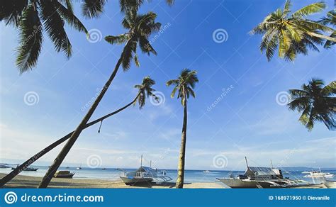 Green Palm Trees With Coconuts Beautiful View From Below Landscape Of