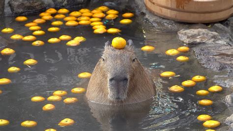Capybara with mandarin orange on head みかんを頭にのせるカピバラ 伊豆シャボテン動物公園元祖カピバラ露天