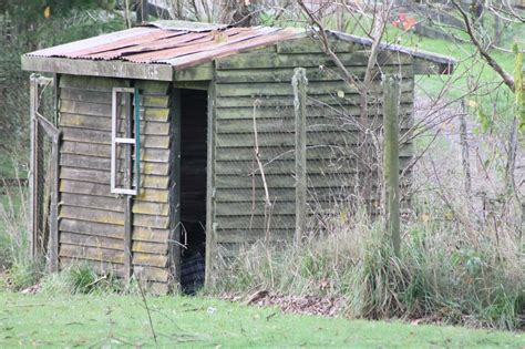 How To Keep Grass Green With Chickens