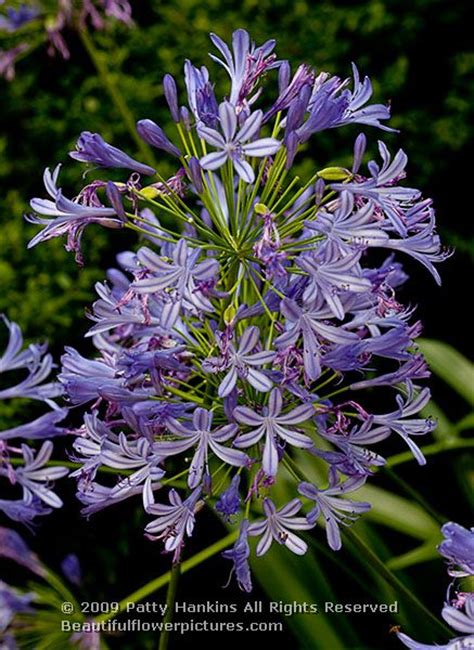 African Lily Agapanthus Africanus Beautiful Flower Pictures Blog