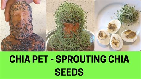 Jumbo Joe Thornton Chia Pet Sprouting Chia Seeds Using Chia Pet Youtube
