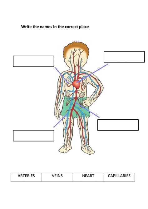 Circulatory system interactive activity for Cuarto de Primaria