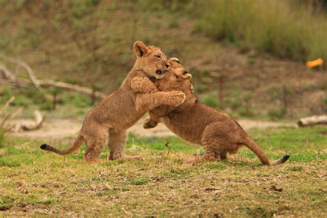 100 Pictures Of Lions Sleeping Hunting Roaring With Cubs And More