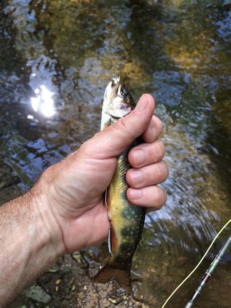 Brook Trout Fishing Report Piney River Shenandoah National Park