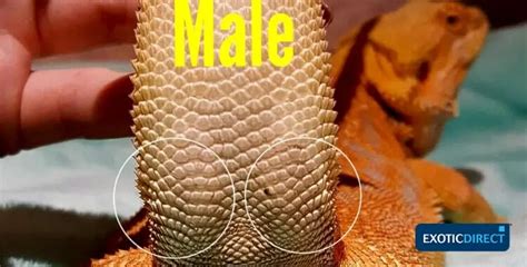 How To Tell If A Bearded Dragon Is Male Or Female Reptileknowhow