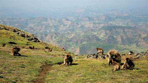 Ras Dejen Dashen The Highest Mountain In Ethiopia And Fourteenth