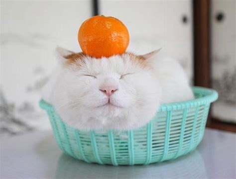 Sweet ‘zen Cat Teaches Us How To Enjoy Each And Every Day Photos