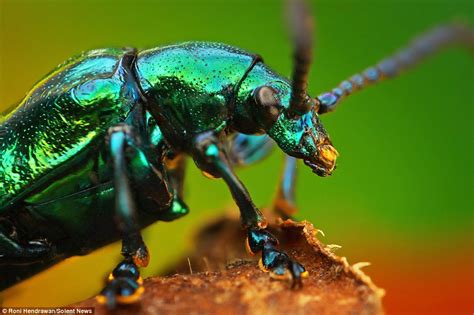macroscopic photos reveal insects in dazzling detail daily mail online