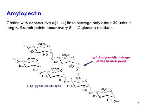 10 Polysacch Heteroglycosidesnucleicacids
