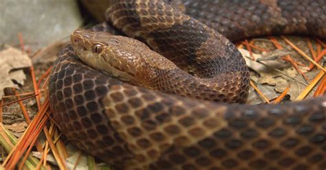 What You Need To Know About Copperhead Snakes In Indiana