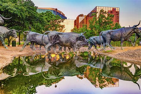 Dallas Texas Longhorn Cattle Drive Reflections Pioneer Plaza