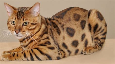 50 Sweet Bengal Cat Kitten Breed Fact Stock