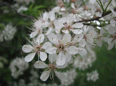 Maybe you would like to learn more about one of these? Wild Plum (Prunus americana) - Guide to Kansas Plants