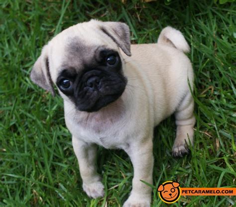 Cachorro caramelo e novo minigame de hamburguer no pk xd cachorro caramelo. Nomes para Cachorro Pug - Nomes para Cachorrinhos