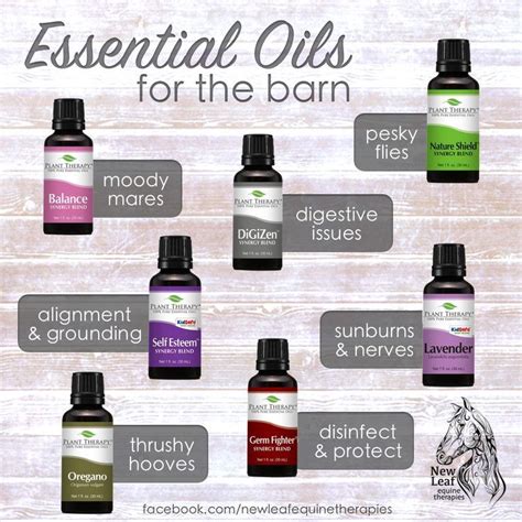 The Best Essential Oils For Horses Whats In My Essential Oil Barn