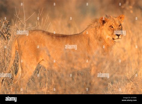 African Lion Male Etosha National Park Namibia Panthera Leo