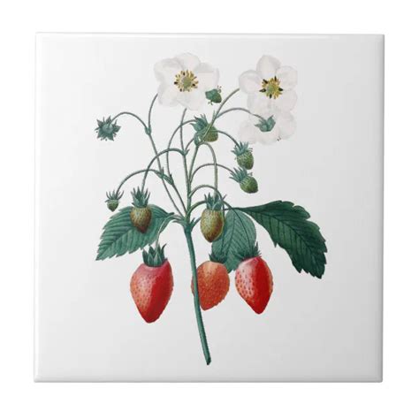 Strawberries Redoute Botanical Ceramic Tile Zazzle