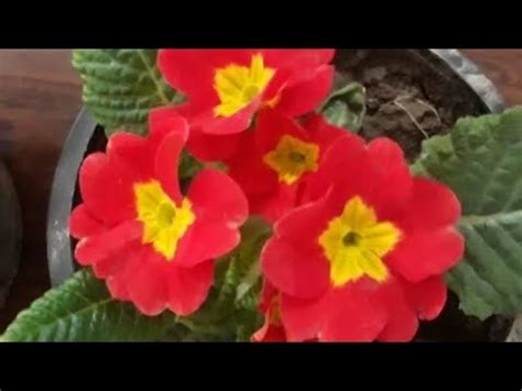 This is the condition i grew up in. Primrose ,A lovely flowering plant. Primrose's care in ...