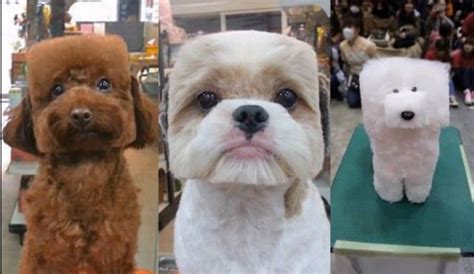 Cube Dogs The Latest Pet Grooming Trend In Japan In 2023 Pet