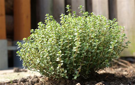 🌿 rosmarin und thymian selber vermehren. Thymian
