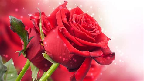 February 14, 2021 by admin. Collection of beautiful roses wallpaper - Rose wallpaper