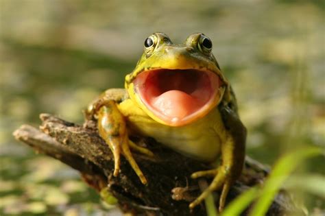 rid  croaking frogs hunker