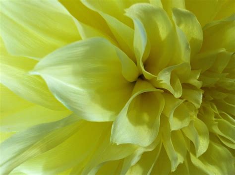 Learn how to plant, grow, and care for sweet pea flowers with this guide from the old farmer's almanac. The "yellow dahlia". An annual in our zone 3 garden, but ...