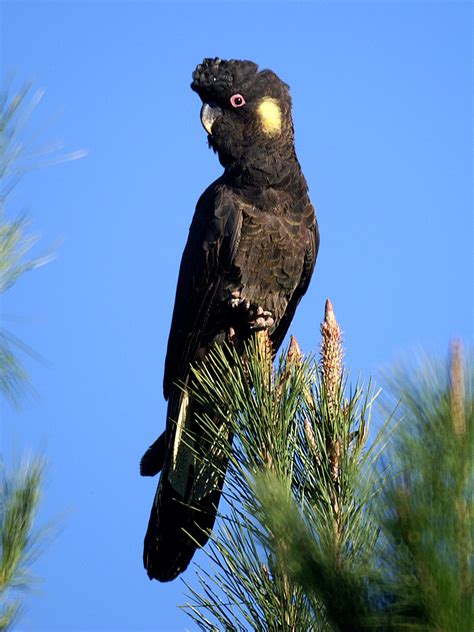 Майлс крэнфорд, линдсей фишкин, катерина грэхэм и др. Yellow-tailed black cockatoo - Wikipedia