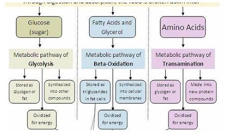 Carbohydrate Fat and Protein Metabolism Chart Cheat Sheet - StudyPK