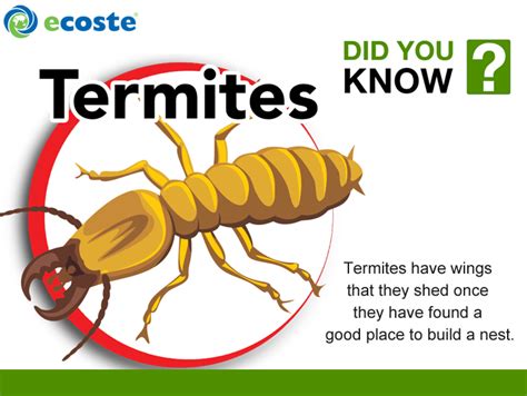 Interesting Fact About Termites Termites Facts Fun Facts Termites