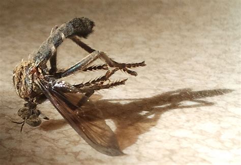 Attack Of The Robber Flies Whats That Bug