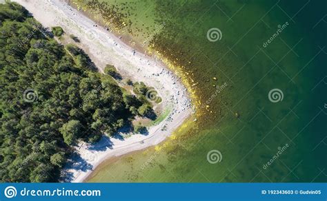 Aerial View Of Sea Sandy Beach And Coniferous Forest Drone Landscape In