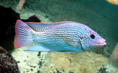 Oreochromis — Wikipédia