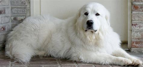 All of our great pyrenees are fully vetted, vaccinated and are treated for any incoming medical conditions. Great Pyrenees Rescue Society | Home