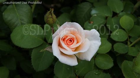 Fertilize at least twice during bloom cycle. PlantFiles Pictures: Floribunda Rose 'Pretty Lady' (Rosa ...
