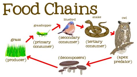 Flow Of Energy In A Food Chain Is Unidirectional Foods And Drinks 2022