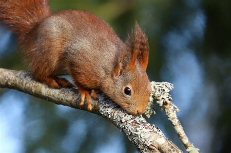 Red squirrel/ekorre. | Red squirrel, Squirrel, Fox squirrel