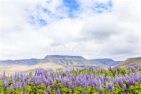 Landscape Of A Large Field Of Lupins In Iceland Stock Image Image Of