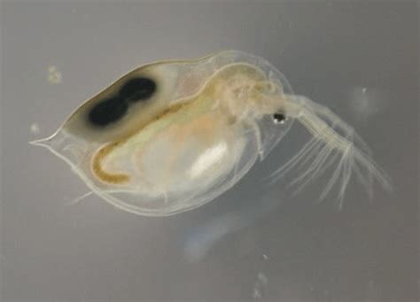 Tingkatan suhu api bisa kita lihat dari warna nyala api tersebut yang menunjukkan tingkat efisiensi pembakarannya. Organisme Plankton | TNeutron