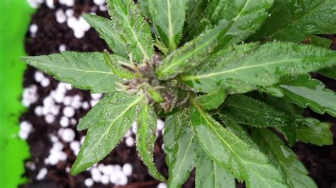 Check spelling or type a new query. Cannabis flowering is it ready to harvest? - YouTube